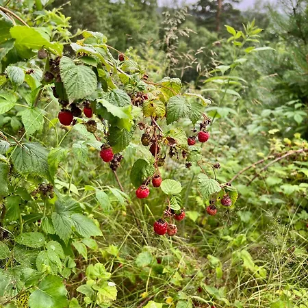 Fjord-holiday-lodge Mit Atemberaubendem Panorama בית נופש *