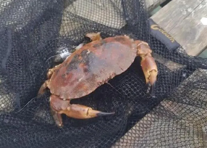 Ferienhaus Fjord-holiday-lodge Mit Atemberaubendem Panorama Åfarnes